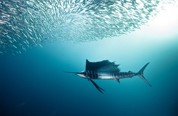 sailfish-and-bait-fish-photography-by-alexander-safonov