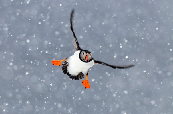 fly-in-snowstorm-photography-by-focus-junior